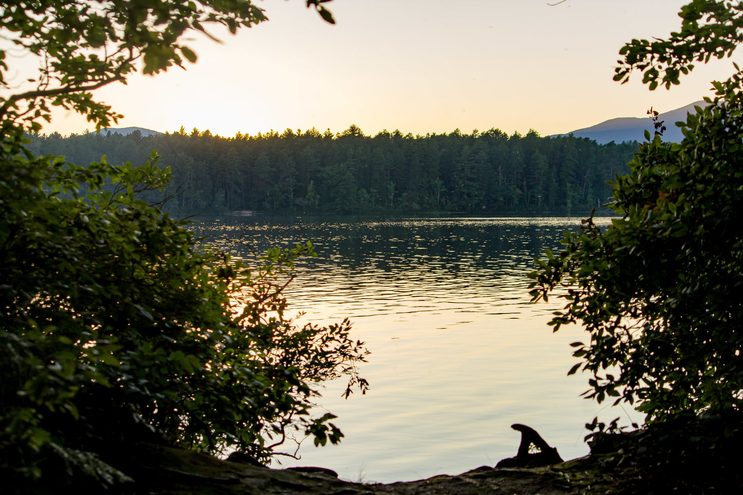 A serene landscape of trees near the sea at sunset with a forest backdrop, symbolizing calm, balance, and tranquility.